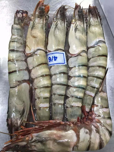 黑虎虾 Black tiger shrimp