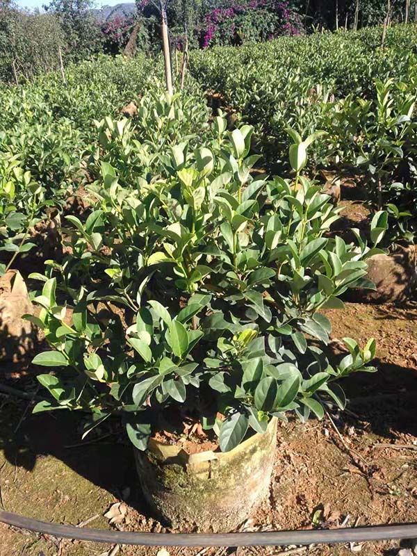 昆明欧洲荚蒾种植基地|宜良县青云苗圃